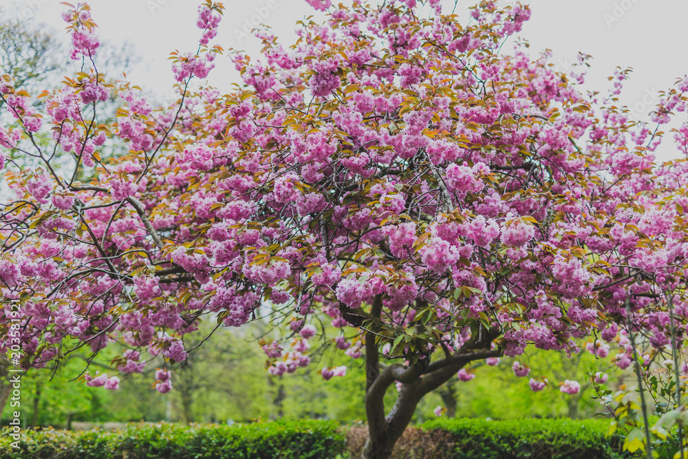 Obraz premium pink tree in city park in spring with plenty of blossoms surrounded by greenery