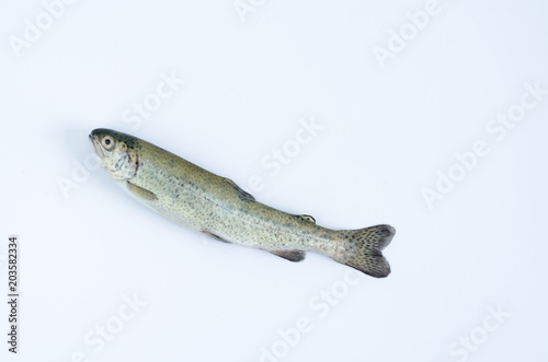 Trout on white background turned upwards. Top view.