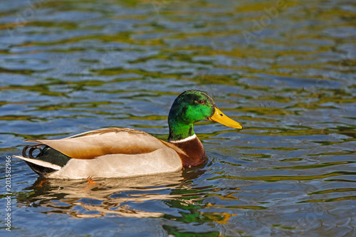 wild duck, male swims in the lake