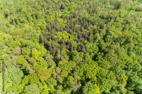 Luftbild Wald und Felder im Frühling