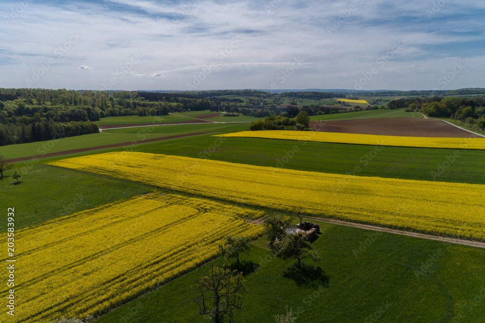 Fototapeta premium Luftbild blühende Rapsfelder im Frühling