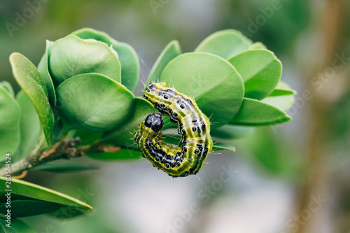 Cydalima perspectalis, know as box tree moth. photo