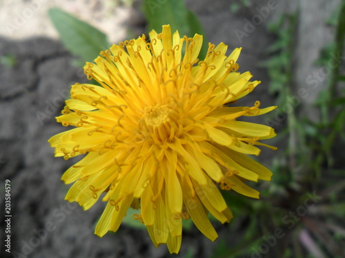 Yellow blowball, early spring photo