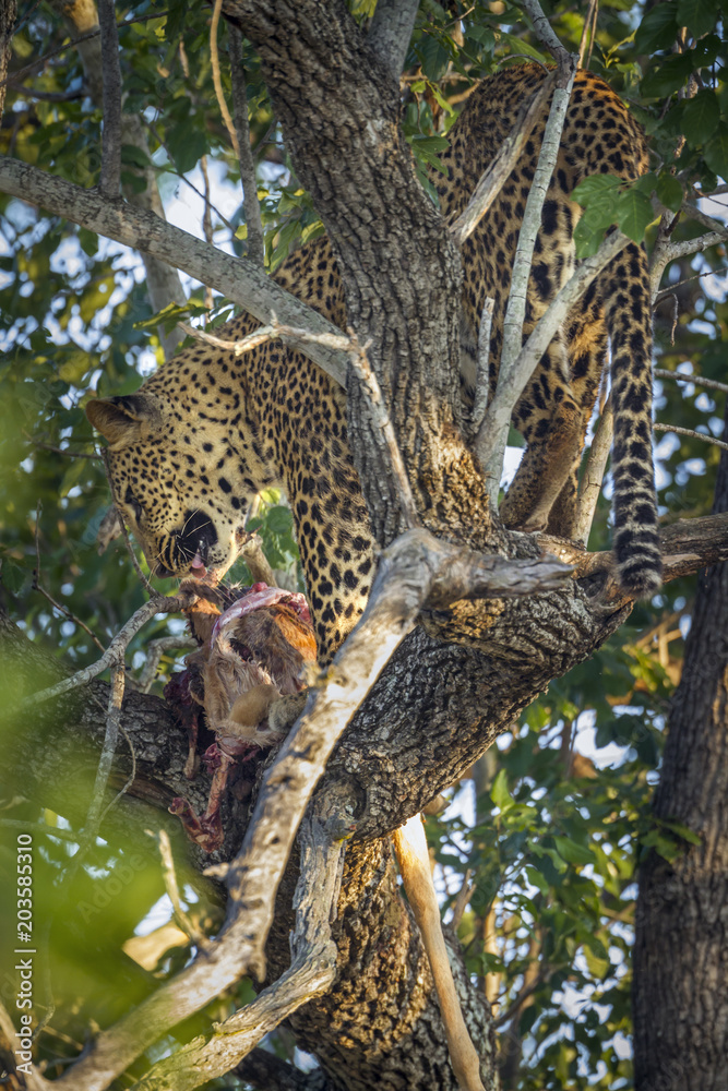 Leopard in Kruger National park, South Africa Leopard in Kruger National park, South Africa