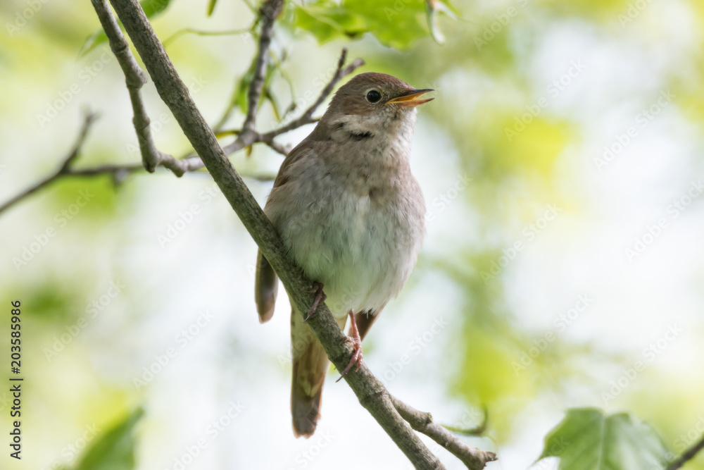 Singing nightingale perched on a branch