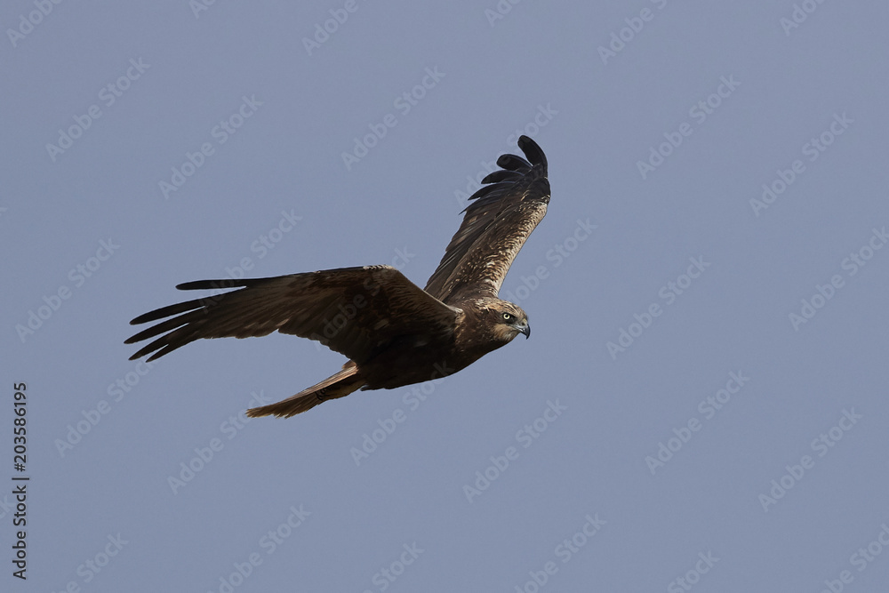 Obraz premium Western marsh harrier (Circus aeruginosus)