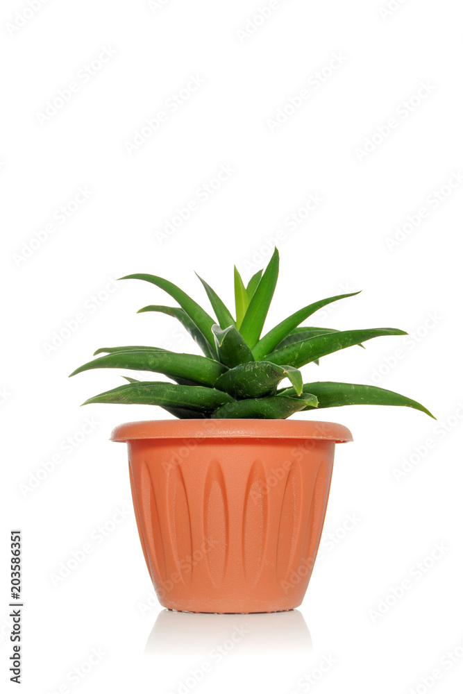 A plant succulent in a pot on a white background with green leaves A plant succulent in a pot on a white background with green leaves