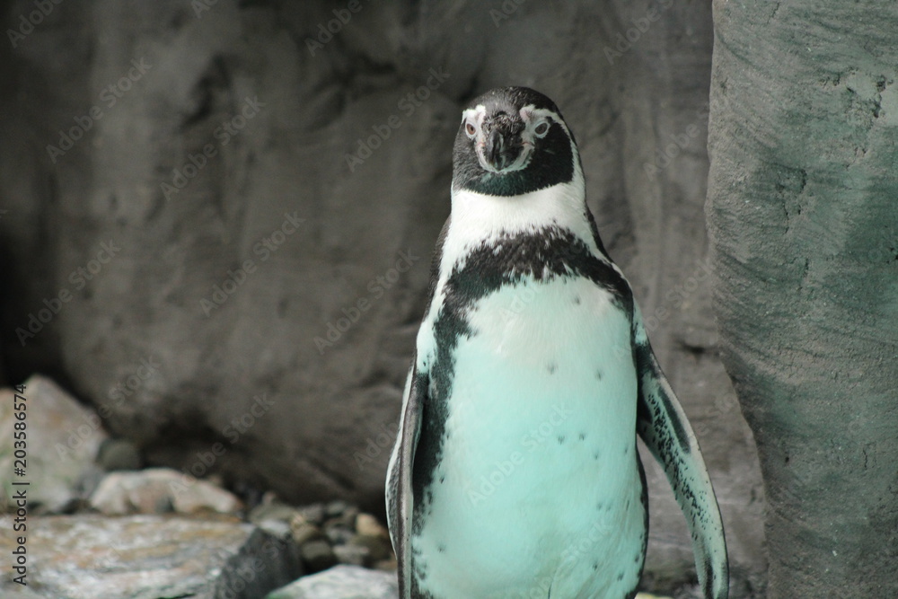 Naklejka premium Penguin