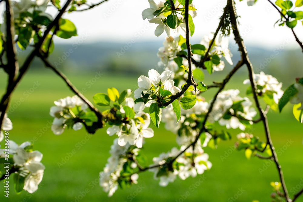 les fleurs d'un arbre fruitier