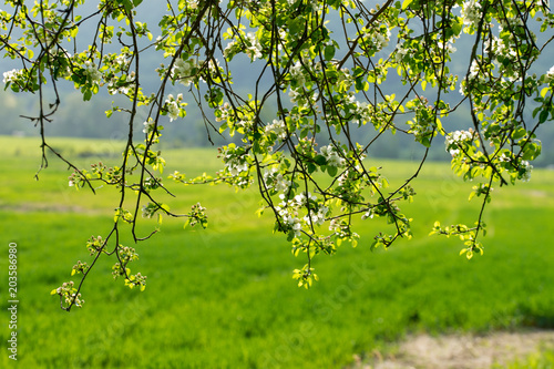 les branches tombantes et fleuries d'un arbre fruitier photo