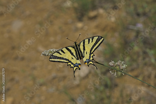 Kaplan kırlangıçkuyruk kelebegi ; Papilio alexanor photo