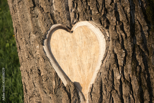 Hearth shaped tree bark