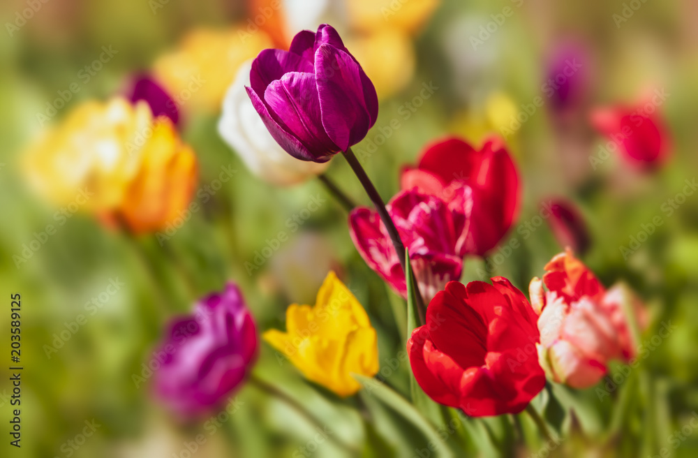 Tulips flowers at the spring time