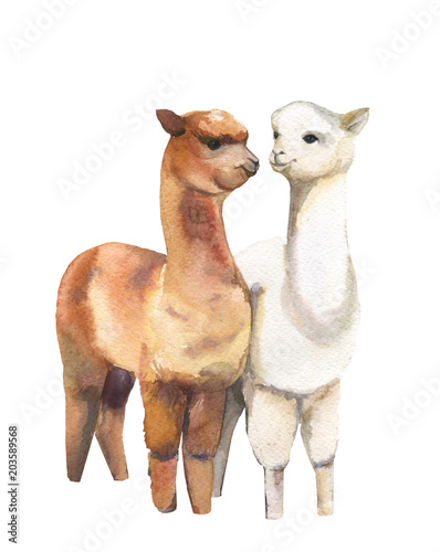 Lamas. Pair.Watercolor illustration on white background.Isolated.