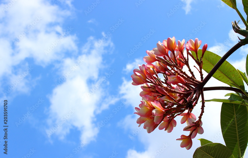 flower of plumeria (frangipani) against a blue sky with white clouds. Plumeria sacred temple flower and symbol of immortality. Tropical background for inscriptions and postcards. flower of plumeria (frangipani) against a blue sky with white clouds. Plumeria sacred temple flower and symbol of immortality. Tropical background for inscriptions and postcards.