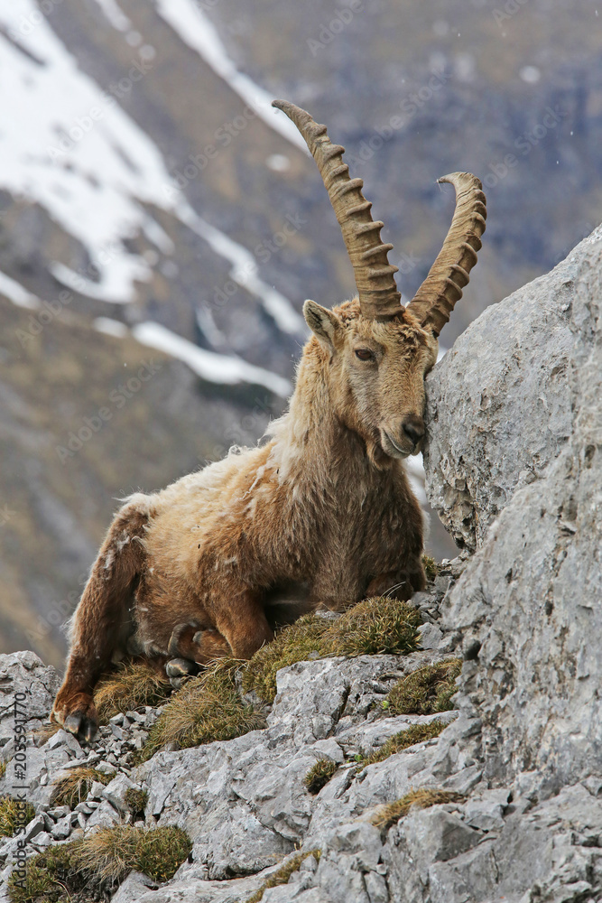 Steinbock Steinbock
