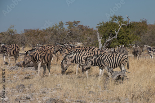 Zebras have lunch break at the waterhole