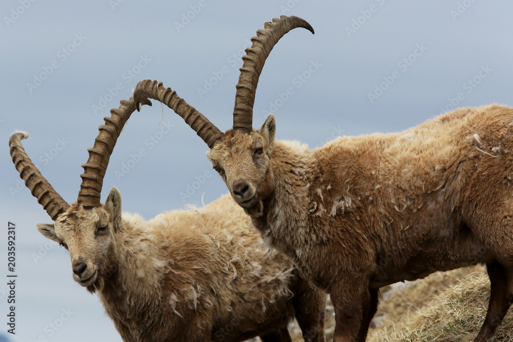 Steinbock