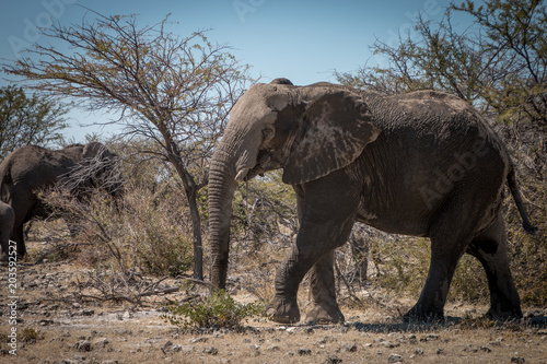 African  elephant strolling into the busch at Ethosa National Park