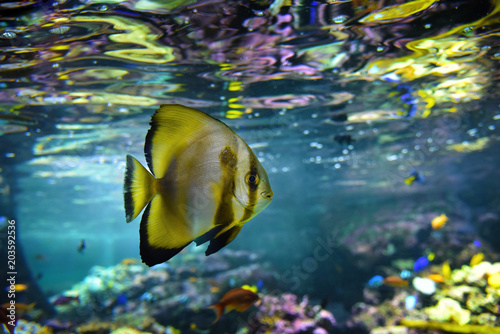 Aquarium tropical fish and coral reef