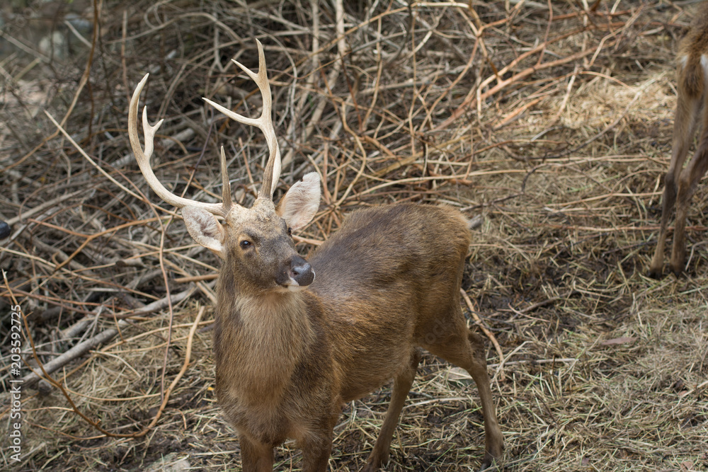 Obraz premium a beautiful deer with antler