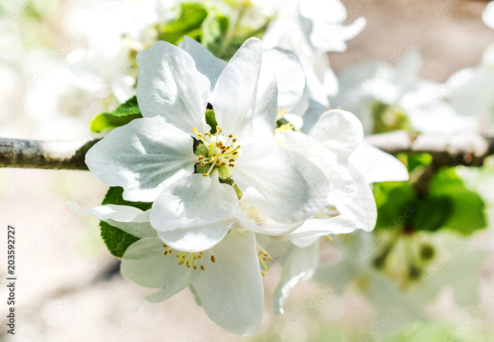 Apple blossom. Close up. Natural background.