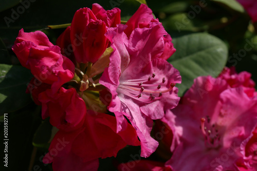 Rhododendrons / The rhododendrons are a genus of the family Ericaceae