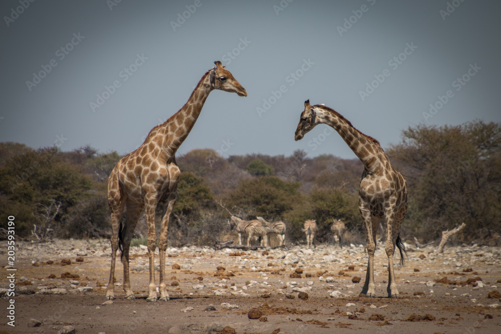 Obraz premium Two giraffes in front of zebra herd at Ethosa National Park