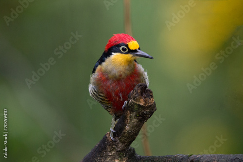 benedito-de-testa-amarela ( Melanerpes flavifrons )