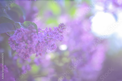 Lilac in violet toning, blossoming lilac in sunlight, purple flowers with copy space, blank for postcard, blurred background, festive bouquet