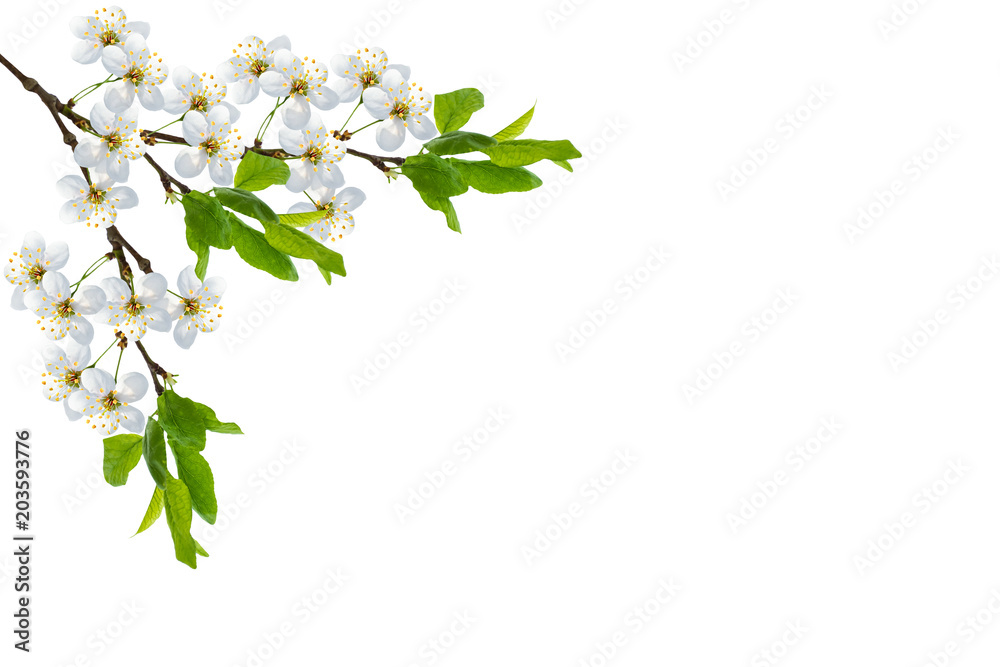 Flowering branch of cherry isolated on a white background. Flowering branch of cherry isolated on a white background.