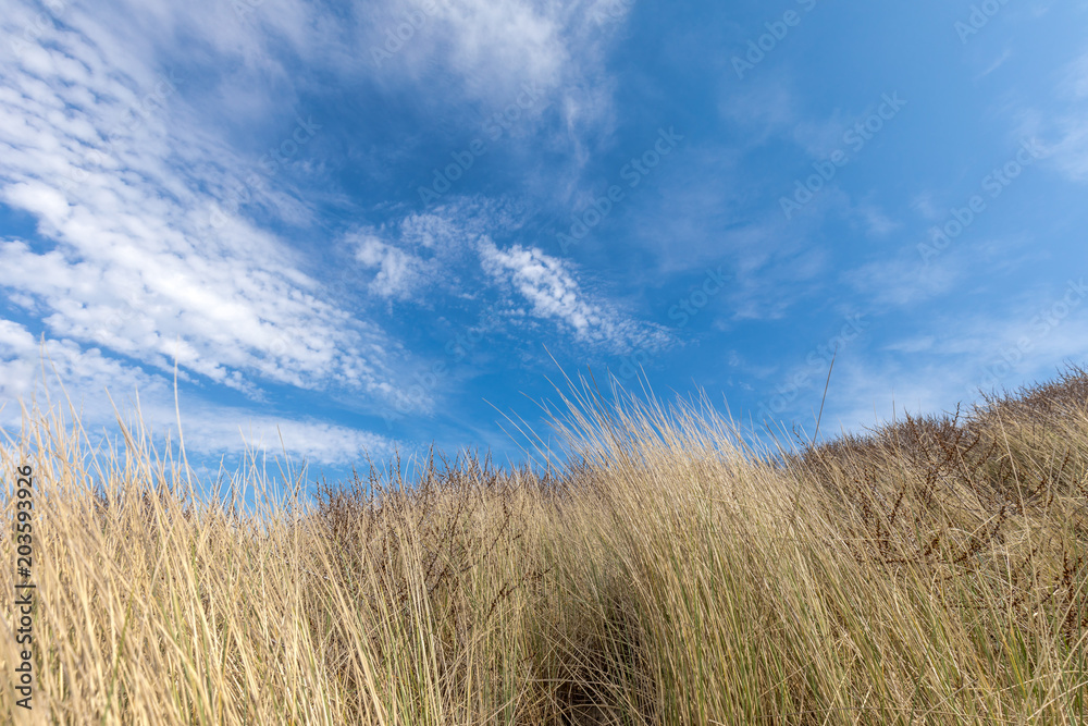 Grass With Blue Sky In The Dunes Of Domburg Netherland - Zeeland
