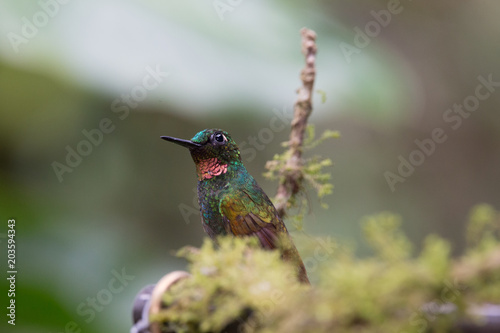 beija-flor-rubi ( Heliodoxa rubricauda ) photo