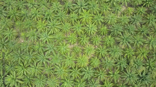 AERIAL TOP DOWN: Flying high above rustling palm tree canopies on a sunny summer afternoon in exotic Thailand. Endless lush green palm tree plantations cover the picturesque tropical island landscape.