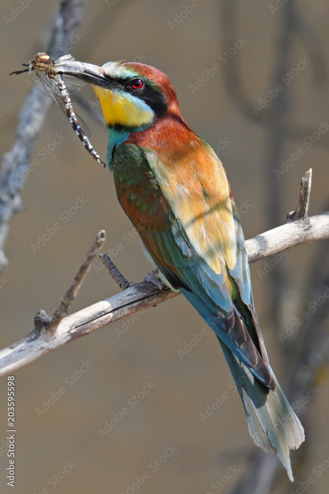 Obraz premium Bienenfresser