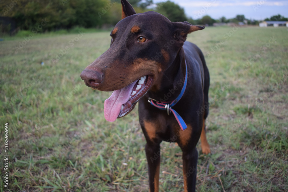 brown doberman for walks in the park on a summer day brown doberman for walks in the park on a summer day