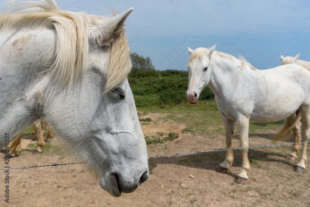 Fototapeta premium Chevaux blancs de Camargue avec une tête en premier plan de profil