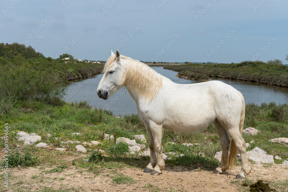 cheval blanc de Camargue de profil devant des étangs cheval blanc de Camargue de profil devant des étangs