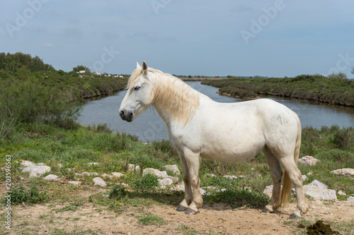 cheval blanc de Camargue de profil devant des étangs