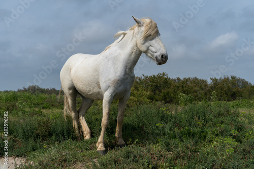 cheval blanc de Camargue de profil avec sa mèche devant les yeux