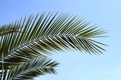 palm leaves