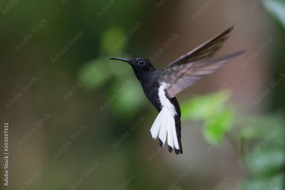 Fototapeta premium beija-flor-preto ( Florisuga fusca )