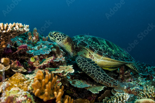 Tartaruga deitada no Recife de coral