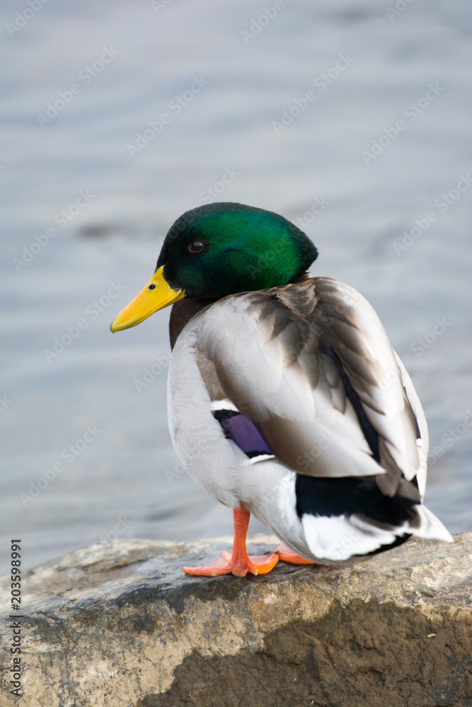 Duck with green head on a stone. Portrait, close up. Duck with green head on a stone. Portrait, close up.
