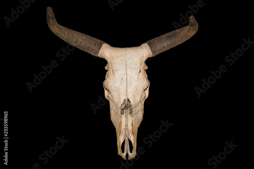 Head skull of bull isolated on black background