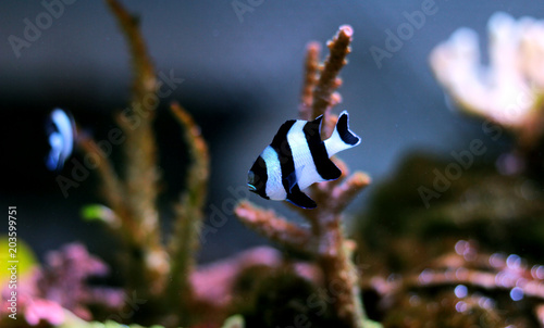 Black Stripe damselfish  photo