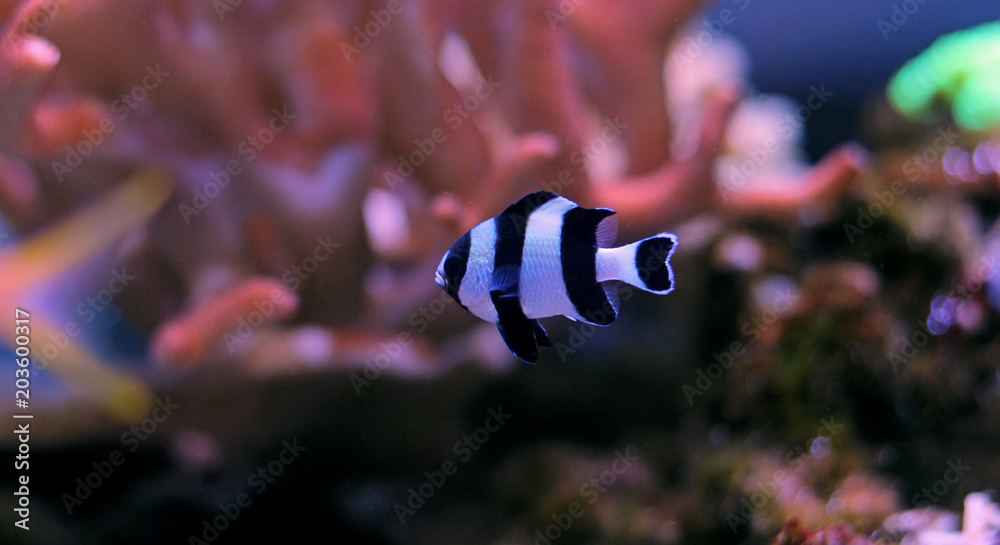 Fotografija Black Stripe damselfish