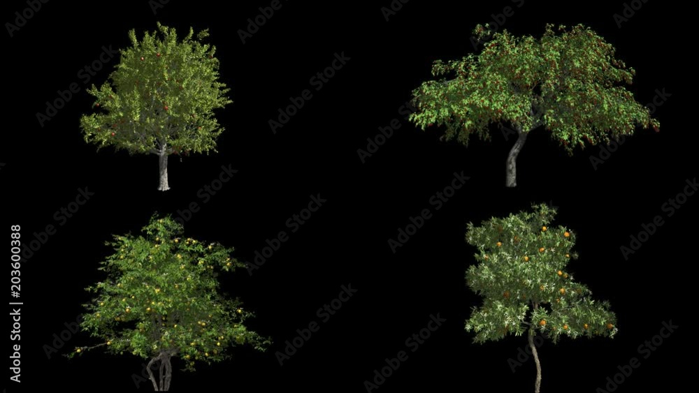Four fruit trees. Orange, cherry, apple and lemon. Format MOV, codec png with alpha channel