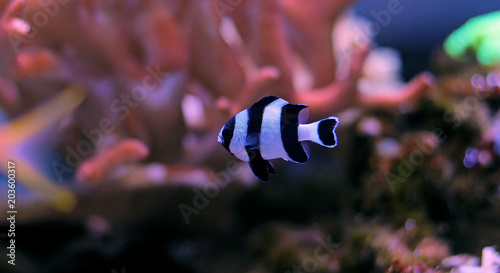 Black Stripe damselfish  photo