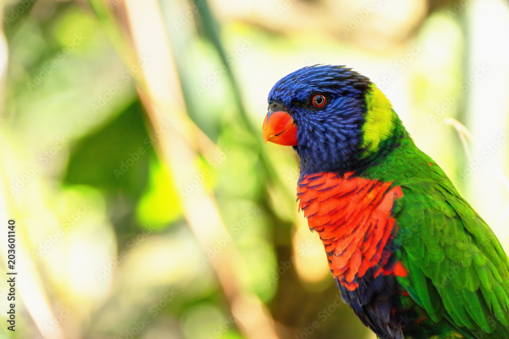 Naklejka premium Perruche au jardin botanique en Guadeloupe